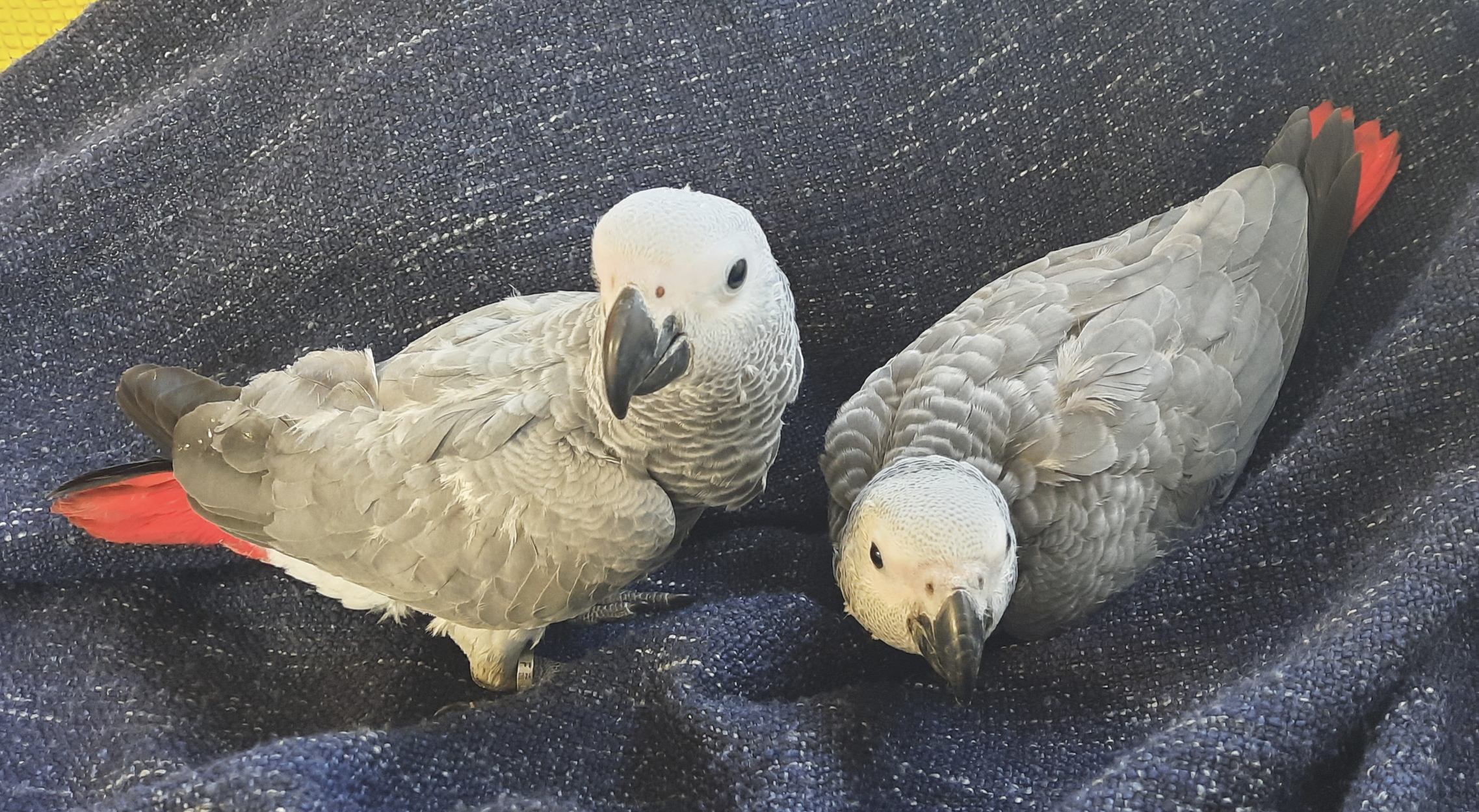 Perroquet Gris du Gabon
